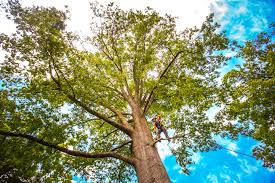 Best Tree Removal  in Oceana, WV