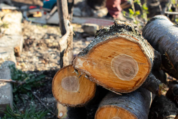 Best Tree Cabling and Bracing  in Oceana, WV